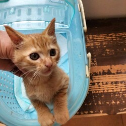 おきなわ美ら猫❤譲渡会 in 緑区
