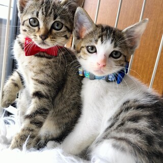 海の近くで、産まれた兄妹