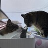 きなだい