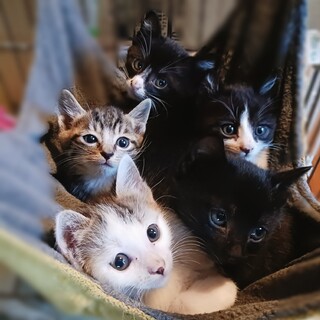 遺棄され生き延びた５兄妹、白黒・キジ白・黒