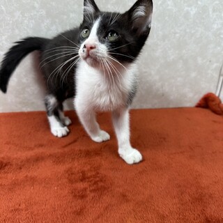 生後間もない兄弟をミルクで育てました❤ジン