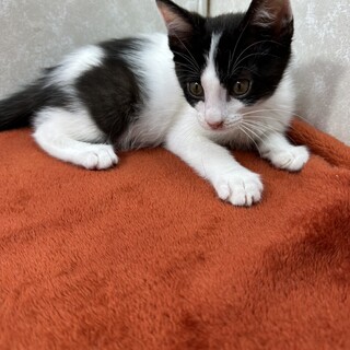 生後間もない子猫をミルクで育てました❤トニック