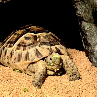 ギリシャリクガメ約1歳半 恐らく雄です。