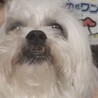 プイ