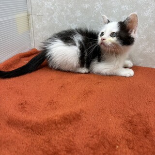 大人の様な仔猫❤ステラ話相手にいかがですか！