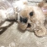 ハニ