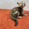 直ぐにでも連れて帰りたい！美猫❤ちょこぽん サムネイル3