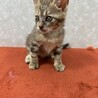 直ぐにでも連れて帰りたい！美猫❤ちょこぽん サムネイル4