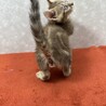 直ぐにでも連れて帰りたい！美猫❤ちょこぽん サムネイル2