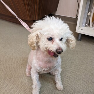 花美ちゃんです