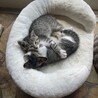 麦わらちゃんときじ白君兄妹健康な１カ月半仔猫 サムネイル7