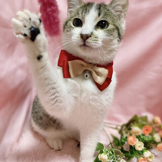 おもちゃ大好き♪キジ白子猫『たー君』６ヶ月