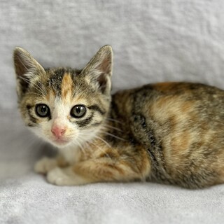 お目目ぱっちり美人姉妹　ななちゃん　2ヶ月