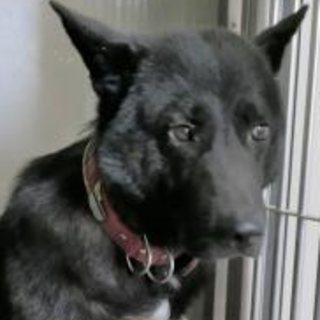 元飼い犬　再び飼い犬として犬生を歩ませてあげたい