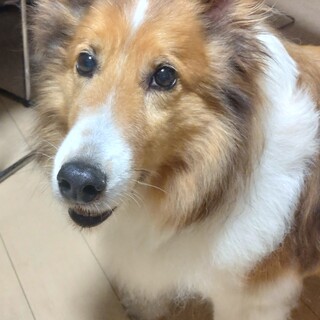 身寄りの無い飼い主さんが亡くなり【里親急募】