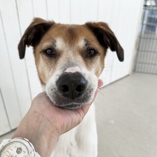 ダンディなたれ耳中型ミックス！