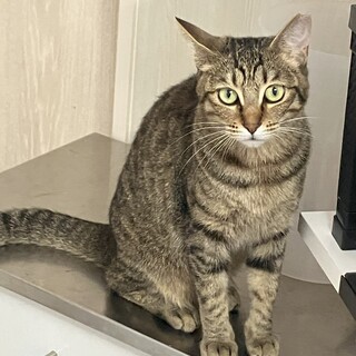 ドラミ：美人さん！昔は尖ってました