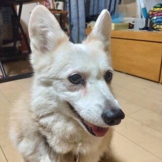 身寄りの無い飼い主さんが亡くなり【里親急募】