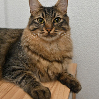 アビー：猫大好き！穏やかくん