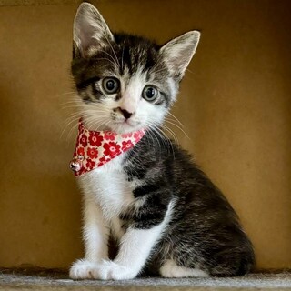 ミルクから育てた馴れ馴れ4兄妹♪　ごまちゃん