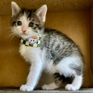 ミルクから育てた馴れ馴れ４兄妹♪　ろくくん