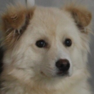 白いモフモフ犬の奏(かなで)くん