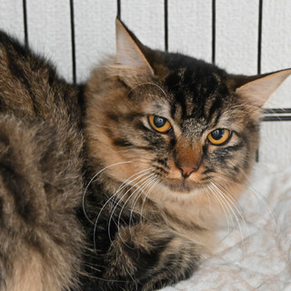 シーナ：おしとやかなモフ美女