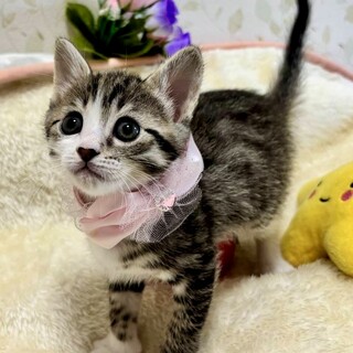 ミルクから育てた馴れ馴れ４兄妹♪　ななちゃん