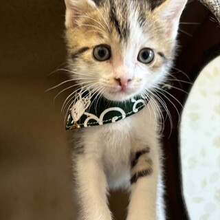 ミルクから育てた馴れ馴れ4兄妹♪　はっちくん