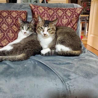 慣れるとベタアマ、引っ込み思案の兄妹