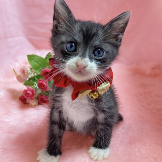 靴下兄妹♪ブラックスモーク『玉ちゃん』2ヶ月