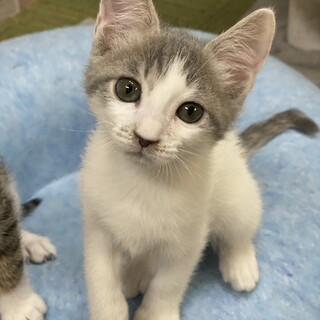 保護猫母さんから生まれた元気な男の子