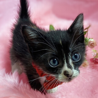 靴下兄妹♪ちょっぴり三毛『姫ちゃん』2ヶ月