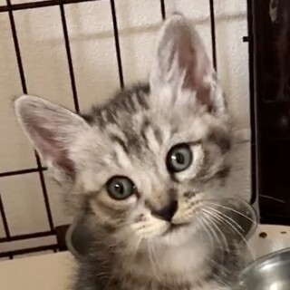 人が大好きで懐っこくて甘えん坊まり君