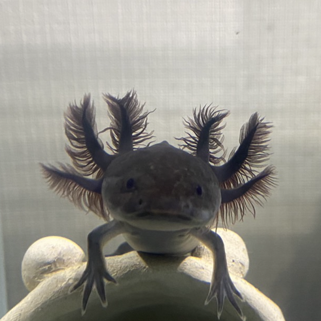 AKO50903のカバー写真