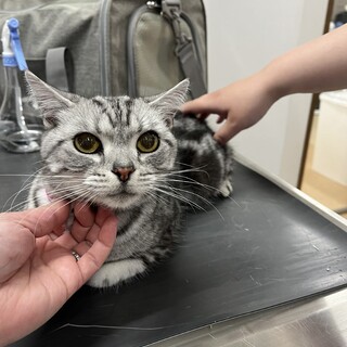 美少女アイドル♪アメショのアミちゃん