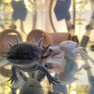 里親決まりました。ありがとうございます。