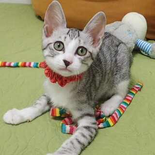 【6/9東銀座】わこちゃん★2ヵ月半♪