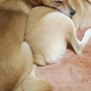 柴犬　メス　推定7才