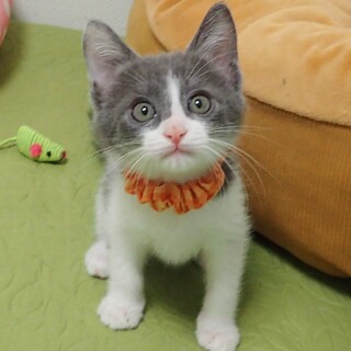 【6/9東銀座】若まるくん★1ヵ月半♪