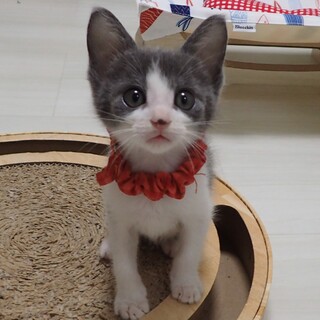 【6/9東銀座】若ちびくん★1ヵ月半♪