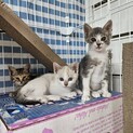 生後1カ月半の子猫達に会いに来て頂けませんか？