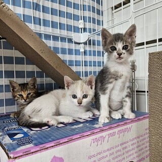 生後1カ月半の子猫達に会いに来て頂けませんか？