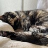 猫が伸びる季節の写真