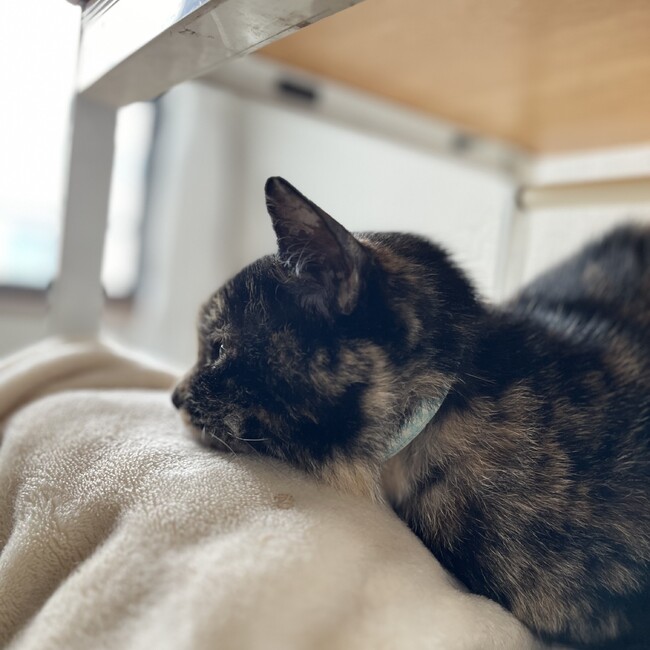 ekttのカバー写真