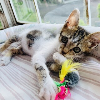 ①かど君　雉白　1.5ヶ月　元気一杯　あざと男子