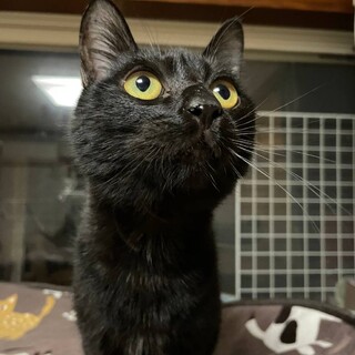 6/9荒川区譲渡会参加　ほり君