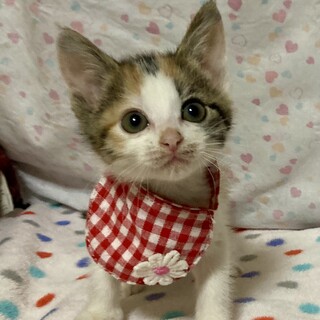 無邪気で可愛い三毛♡　瞳ちゃん