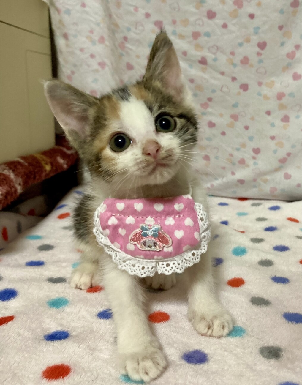 無邪気で可愛い三毛♡ 瞳ちゃん」東京都 - 猫の里親募集(490552) 3枚目