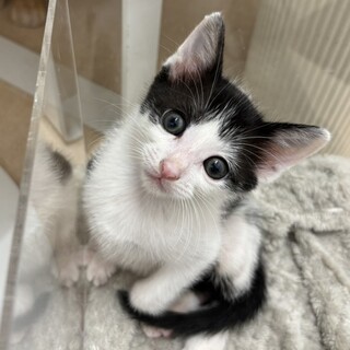 福岡：動物病院発！ちいかわ似の男の子❤️